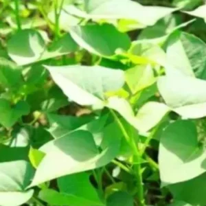 10 Red Japanese Sweet Potato Cuttings - Organically Grown Slips for Planting - Image 3