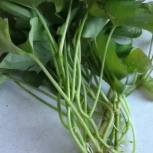 10 Red Japanese Sweet Potato Cuttings - Organically Grown Slips for Planting - Image 4