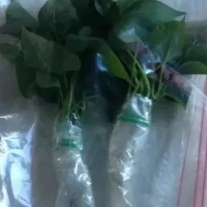 10 Red Japanese Sweet Potato Cuttings - Organically Grown Slips for Planting - Image 6