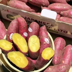 10 Red Japanese Sweet Potato Cuttings - Organically Grown Slips for Planting - Image 8