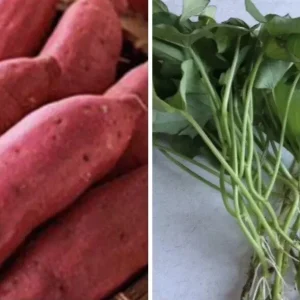 10 Red Japanese Sweet Potato Cuttings - Organically Grown Slips for Planting - Image 1