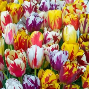 10 Rembrandt Tulip Mix Bulbs - Perennial Flowers for Garden Planting - Image 1