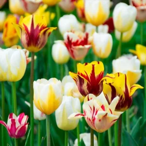 10 Rembrandt Tulip Mix Bulbs - Perennial Flowers for Garden Planting - Image 3