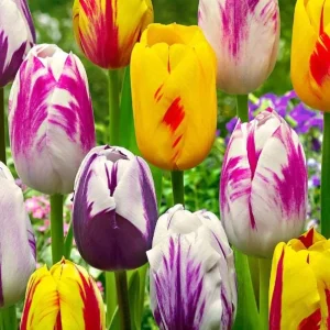 10 Rembrandt Tulip Mix Bulbs - Perennial Flowers for Garden Planting - Image 5