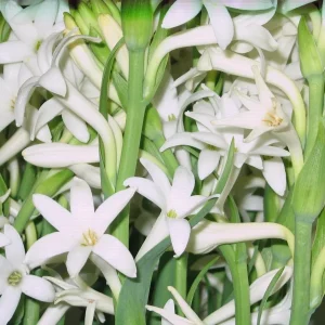 10 Tuberose Bulbs (Polianthes Tuberosa) - White Fragrant Summer Flowers - Image 1