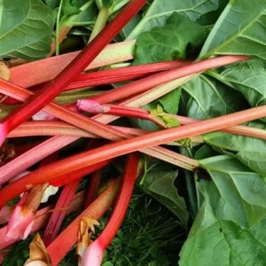 10 Victoria Rhubarb Bulbs for Planting - Heirloom Perennial Vegetable Garden Starter - Image 2