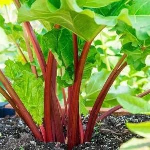 10 Victoria Rhubarb Bulbs for Planting - Heirloom Perennial Vegetable Garden Starter - Image 1