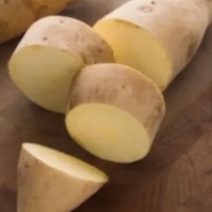 10 White Sweet Potato Slips - Live Plant Cuttings for Bountiful Harvest - Image 2