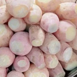 10 White Sweet Potato Slips - Live Plant Cuttings for Bountiful Harvest - Image 3