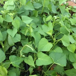 10 White Sweet Potato Slips - Live Plant Cuttings for Bountiful Harvest - Image 4