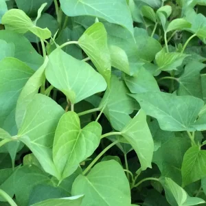10 White Sweet Potato Slips - Live Plant Cuttings for Bountiful Harvest - Image 5