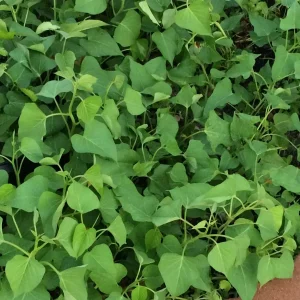 10 White Sweet Potato Slips - Live Plant Cuttings for Bountiful Harvest - Image 7