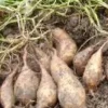 10 White Sweet Potato Slips - Live Plant Cuttings for Bountiful Harvest - Image 1