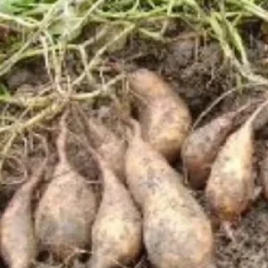 10 White Sweet Potato Slips - Live Plant Cuttings for Bountiful Harvest - Image 1
