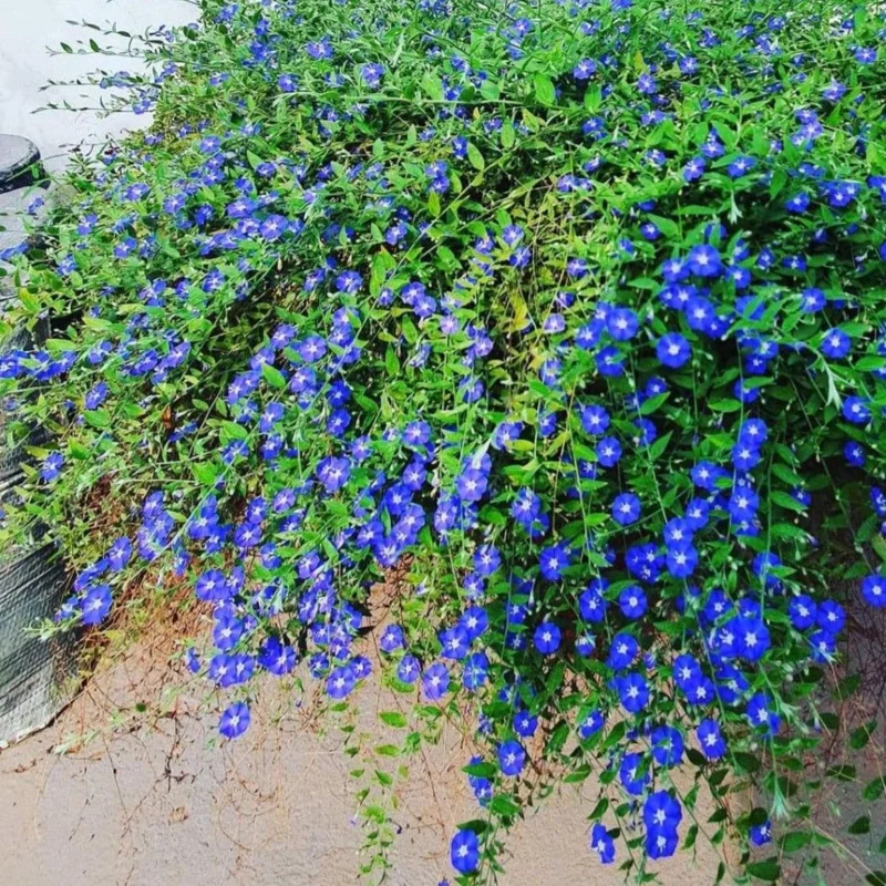 100 Blue Creeping Thyme Seeds – Perennial Ground Cover Plant Seeds – Outdoor - Image 3