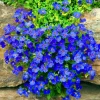 100 Blue Creeping Thyme Seeds – Perennial Ground Cover Plant Seeds – Outdoor - Image 1