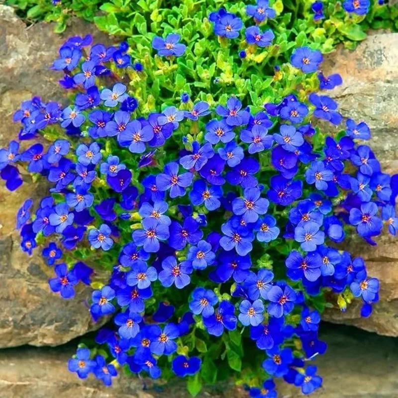 100 Blue Creeping Thyme Seeds – Perennial Ground Cover Plant Seeds – Outdoor - Image 1