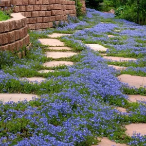 100 Blue Creeping Thyme Seeds – Perennial Ground Cover Plant Seeds – Outdoor - Image 4