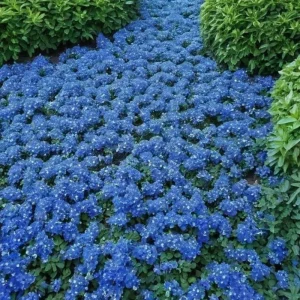 100 Blue Creeping Thyme Seeds – Perennial Ground Cover Plant Seeds – Outdoor - Image 5