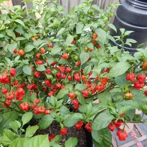 100 Carolina Reaper Chili Pepper Seeds - World Record Hot Peppers - Image 2