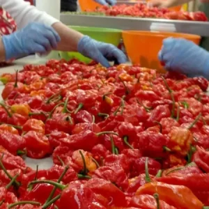 100 Carolina Reaper Chili Pepper Seeds - World Record Hot Peppers - Image 3