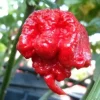 100 Carolina Reaper Chili Pepper Seeds - World Record Hot Peppers - Image 1