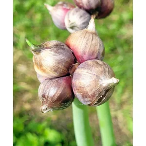 100 Egyptian Walking Onion Seeds - Perennial Multiplier Allium x Proliferum - Image 4
