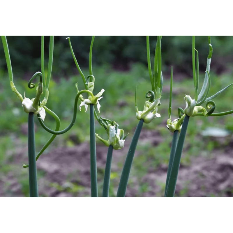 100 Egyptian Walking Onion Seeds - Perennial Multiplier Allium x Proliferum - Image 6
