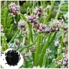 100 Egyptian Walking Onion Seeds - Perennial Multiplier Allium x Proliferum - Image 1