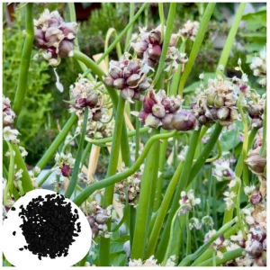 100 Egyptian Walking Onion Seeds - Perennial Multiplier Allium x Proliferum - Image 1