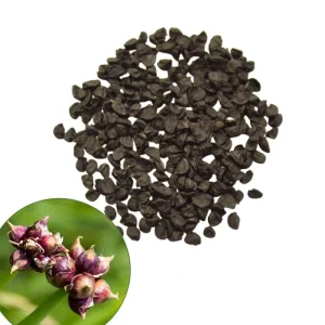 100 Egyptian Walking Onion Seeds - Perennial Outdoor Planting - Image 1