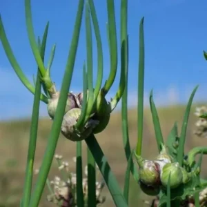 100 Egyptian Walking Onion Seeds - Perennial Outdoor Planting - Image 3