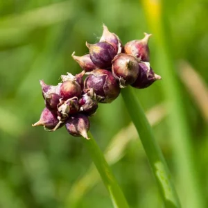 100 Egyptian Walking Onion Seeds - Perennial Outdoor Planting - Image 4