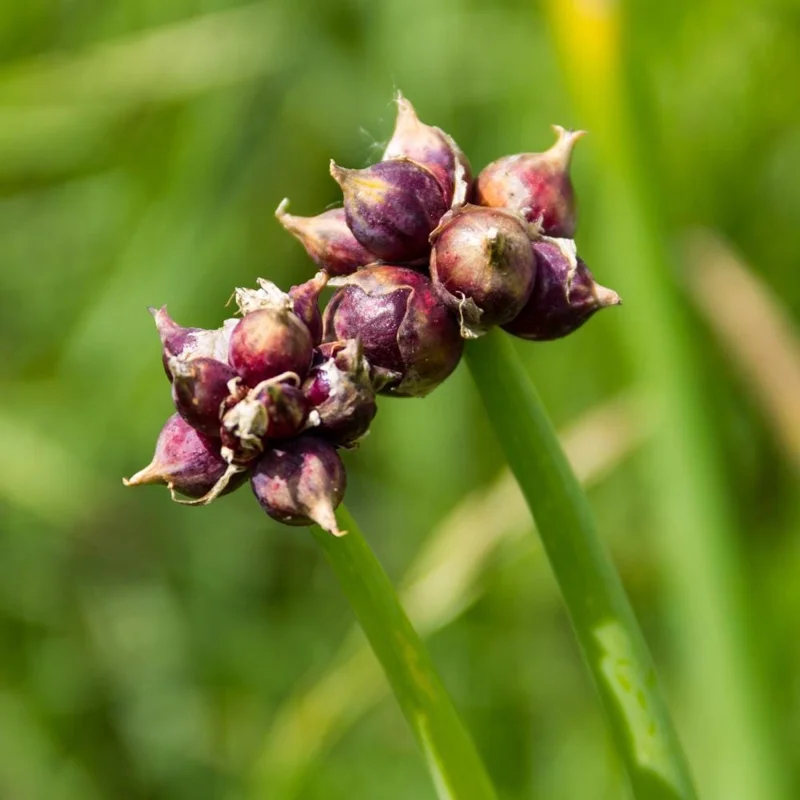 100 Egyptian Walking Onion Seeds - Perennial Outdoor Planting - Image 4
