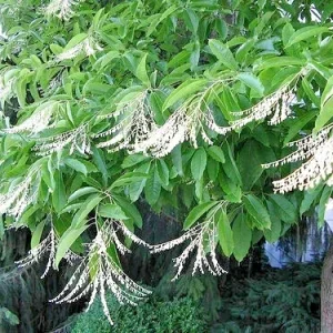 100 Lily of the Valley Sourwood Tree Seeds (Oxydendrum arboreum) - Honey Bee Tree - Image 2