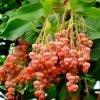 100 Lily of the Valley Sourwood Tree Seeds (Oxydendrum arboreum) - Honey Bee Tree - Image 1