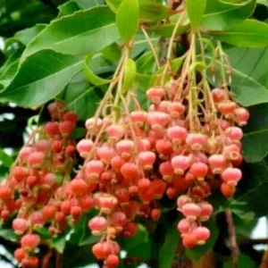 100 Lily of the Valley Sourwood Tree Seeds (Oxydendrum arboreum) - Honey Bee Tree - Image 1