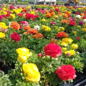 100 Mixed Ranunculus Seeds – Double Bloom Buttercups – Perennial Spring Flowers - Image 2