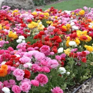 100 Mixed Ranunculus Seeds – Double Bloom Buttercups – Perennial Spring Flowers - Image 1