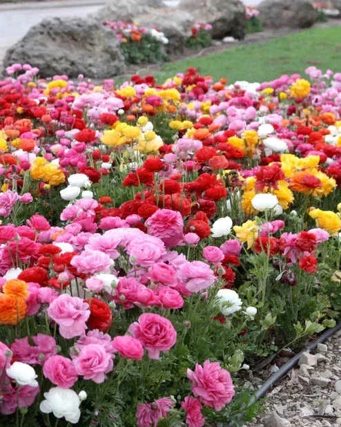 100 Mixed Ranunculus Seeds – Double Bloom Buttercups – Perennial Spring Flowers - Image 1