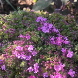100 Pink Creeping Thyme Seeds - Perennial Ground Cover Flowers - Image 2