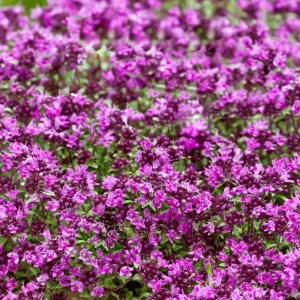 100 Pink Creeping Thyme Seeds - Perennial Ground Cover Flowers - Image 1