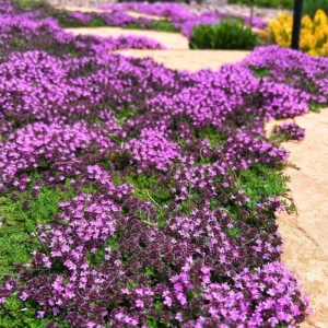 100 Pink Creeping Thyme Seeds - Perennial Ground Cover Flowers - Image 3