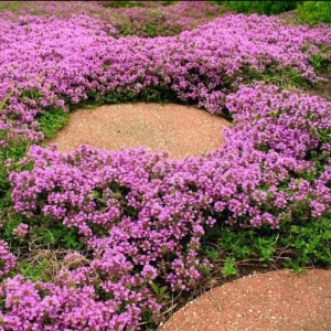 100 Pink Creeping Thyme Seeds - Perennial Ground Cover Flowers - Image 5