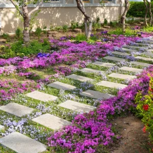 100 Red Creeping Thyme Seeds - Perennial Ground Cover Plant Seeds - Image 2