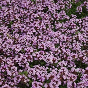 100 Red Creeping Thyme Seeds - Perennial Ground Cover Plant Seeds - Image 3
