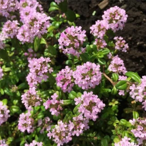 100 Red Creeping Thyme Seeds - Perennial Ground Cover Plant Seeds - Image 4