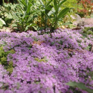 100 Red Creeping Thyme Seeds - Perennial Ground Cover Plant Seeds - Image 5