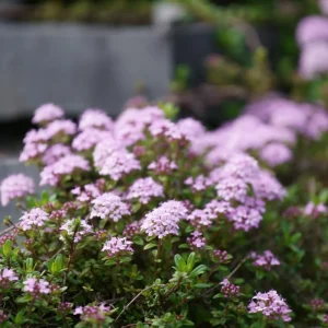 100 Red Creeping Thyme Seeds - Perennial Ground Cover Plant Seeds - Image 6
