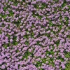 100 Red Creeping Thyme Seeds - Perennial Ground Cover Plant Seeds - Image 1